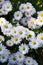 Bush of chrysanthemum chamomile. Lots of delicate flowers. Autumn flowers. Background picture.