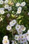 Bush of chrysanthemum chamomile. Lots of delicate flowers. Autumn flowers. Background picture.