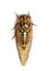 Bush cicada or giant grassland cicada -  Megatibicen dorsatus