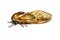Bush cicada or giant grassland cicada -  Megatibicen dorsatus
