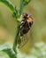 Bush Cicada on the Kansas Prairies