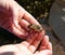 A Bush Cicada in a woman\'s hands