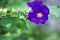 Bush clockvine, Kiing`s mantle, Thunbergia erecta, in blurred green background, Purple flower, Close up and Marco shot, Selective