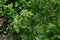 Bush clovers sprout