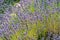 A bush of colorful lavender stems in elegant composition