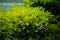 Bush of common water moss and aquatic plants in a beautiful freshwater ryoboku aquascape detail, Amano style planted aquadesign