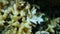 Bush coral or spiny row coral, needle coral (Seriatopora hystrix) close-up undersea, Red Sea