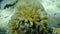 Bush coral or spiny row coral, needle coral (Seriatopora hystrix) close-up undersea, Red Sea