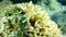 Bush coral or spiny row coral, needle coral (Seriatopora hystrix) close-up undersea, Red Sea