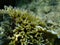 Bush coral or thin birdsnest coral, spiny row coral, needle coral (Seriatopora hystrix) undersea, Red Sea