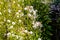 Bush of Cotton heads, down, Flying seeds of Erechtites flower on a coarse background