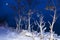 Bush covered with icicles pat winter night