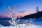 Bush covered with icicles at winter night