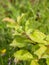 Bush Cricket on green leaves