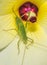 Bush cricket insect in the yellow flower