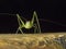 Bush cricket,katydid,Tettigoniidae