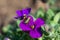 Bush-cricket on violet flower
