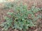 Bush Crop Sun Grass garden green nature soil field dry plants flower red blue