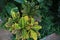 Bush of Crotons, Pothos and ornamental palm.