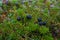 Bush of crowberryin the murmansk forest