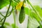 Bush cucumber plant growing in the home greenhouse