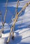 A bush of currant in a snowdrift is covered with hoarfrost. Close-up on a January morning