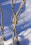 A bush of currant in a snowdrift is covered with hoarfrost. Close-up on a January morning