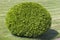 Bush of cypress, cut in form of a sphere