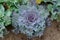 Bush decorative cauliflower top view.