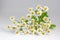 Bush decorative daisies on gray background