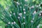 A bush of decorative garlic with arrows close-up. Natural refreshing green color background