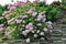 Bush of delicate blossoming pink hydrangea in alpine garden