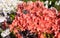 Bush of delicate orange flowers of azalea
