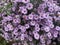 bush with dense growth of branches. Small purple flowers. Flowers for background or landscaping