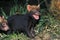 BUSH DOG OR VINEGAR FOX speothos venaticus, YOUNG CALLING FOR MOTHER