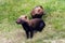 Bush dogs