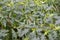 A bush of durman Indian harmless Datura inoxia Mill. with fruit