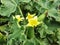 A bush of ecballium elaterium or cucumis prophetarum