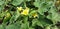 A bush of ecballium elaterium or cucumis prophetarum with fruits and yellow flowers