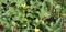 A bush of ecballium elaterium or cucumis prophetarum with fruits and yellow flowers