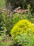 Bush Echinacea purpurea among other plants in the garden