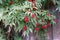 Bush of Elderberry red Sambucus racemosa grows near a wooden fence of village house