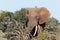 Bush Elephant breaking the branches with his trunk