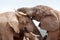 Bush Elephant give a kiss on the forehead