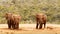 Bush Elephant looking intense at the warthogs