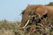 Bush Elephant peeking through the branches