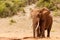 Bush Elephant standing all alone