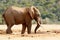 Bush Elephant using his trunk to suck up water