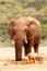 Bush Elephant and warthogs sharing the dam