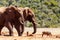 Bush Elephants chasing the warthogs